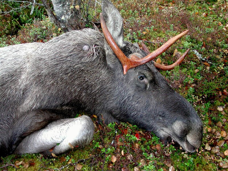 2004 Okse 180kg Nonsh_3.jpg - Bak høgerøret hadd'n ein røddil